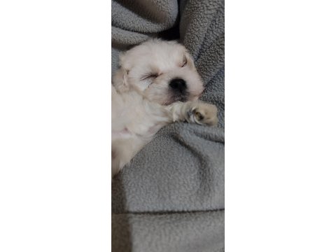 Minicik bir erkek maltese