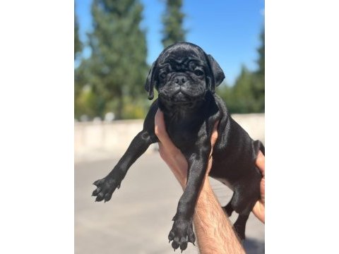 Siyah ve brindle dişi pug yavruları