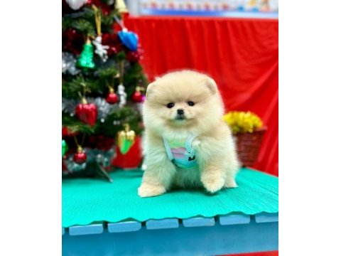 Pomeranian teddy face yavru köpekler