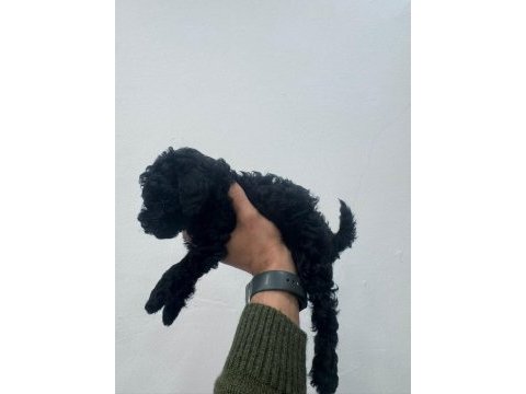 Siyah toy poodle yavrularımız ömürlük aileleri bekliyor