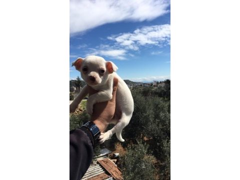 Chihuahua bebeklerimiz