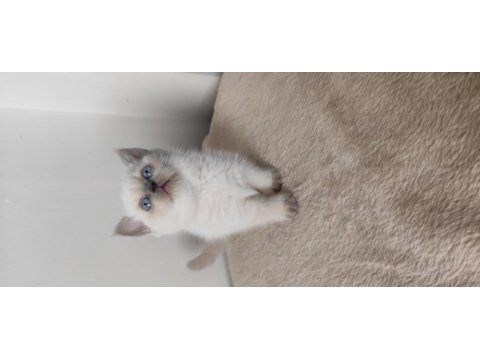 British shorthair yavrular