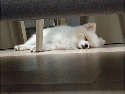 1 yaşında eğitimli pomeranian boo kısır değil