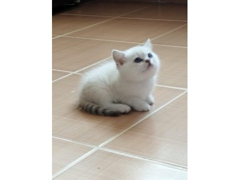 Silver shaded british shorthair yavrularımız ns 11