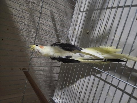 Sultan papağanı 2 aylık