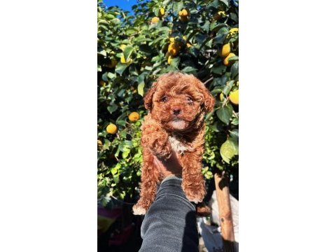 Ev ortamında büyüyen küçük maltipoo bebekler