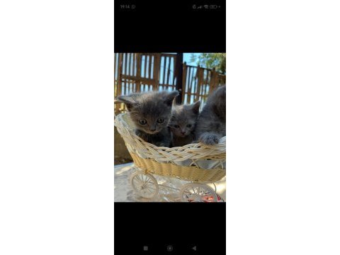 Her renk british shorthair yavrular mevcut