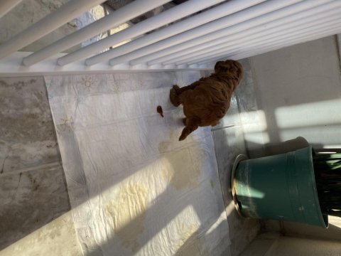 Dünyalar tatlısı toy poodle