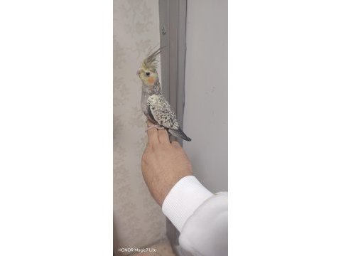 El besleme sultan papağanı yavrusu