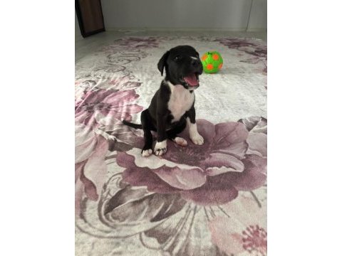 Labrador cinsi yavru köpek