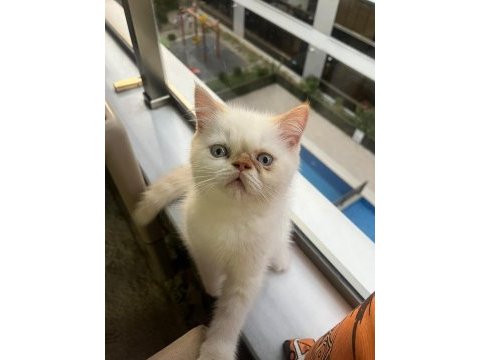 Show kalite ırk garantili exotic shorthair bebeğimiz