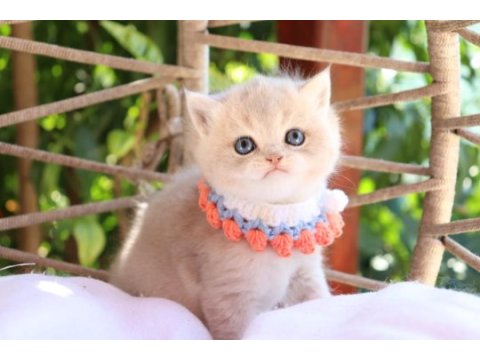 Safkan british shorthair blue golden