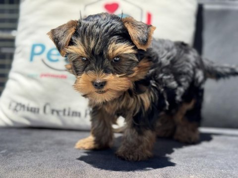 Wc eğitimli  tea cup yorkshire terrier 