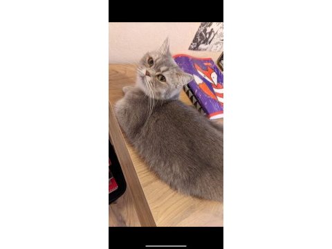 British shorthair blue