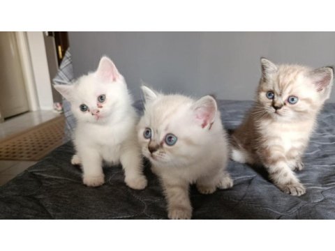 British shorthair yavru kediler