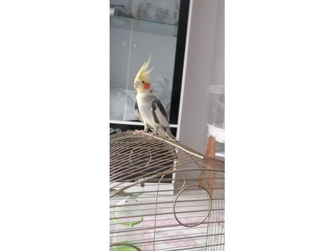 Sağlıklı ev besleme sultan papağanı