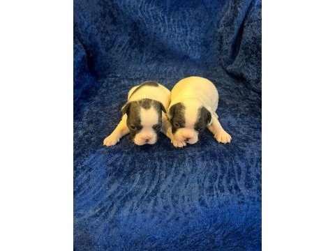 Fransız bulldog köpeğimiz