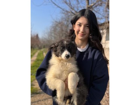 Border collie böyle yavru görülmedi