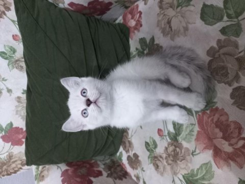 Misket gözlü british shorthair evlat