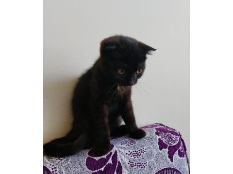 Siyah erkek scottish fold