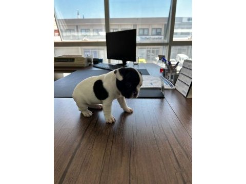 Acil yuva arıyoruz french bulldog