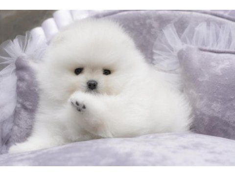 Safkan şecereli pomeranian boo yavrular
