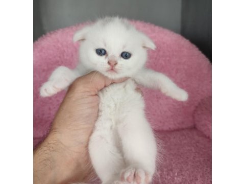 Safkan üretim kedimiz
