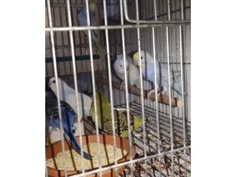 Ele alıştırmalık konuşturmalık muhabbet kuşlar mevcuttur