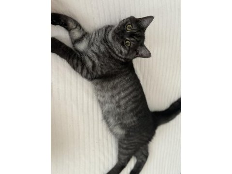 1 erkek ve 2 dişi british shorthair yavruları