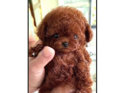 Kızıl kürk yapılı teacup poodle bebeklerimiz