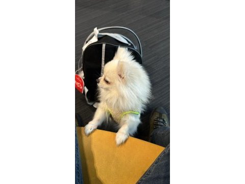 Pomeranian dişi köpeğimiz