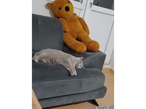 Safkan brıtısh kibar uysal ve tatlı