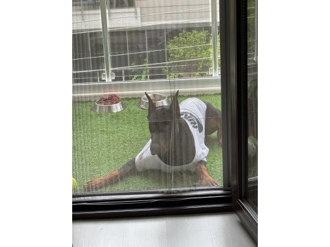 Doberman erkek