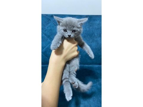 Dünyalar tatlısı british shorthair yavrularımız