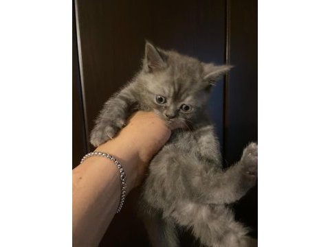 Uyguna ev ortamında bakılmış british shorthair