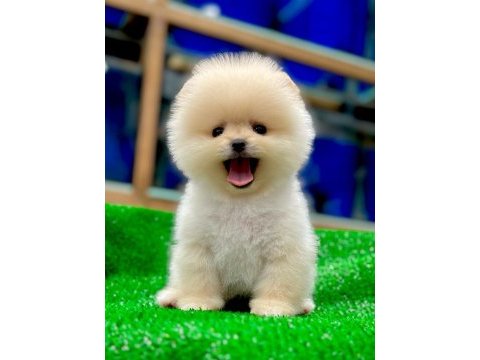 Türkiye’nin en güzeli ayıcık pomeranian boo