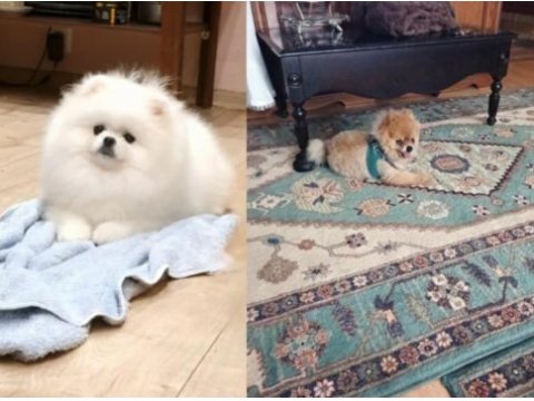 Pomeranian boo bobonun yavruları