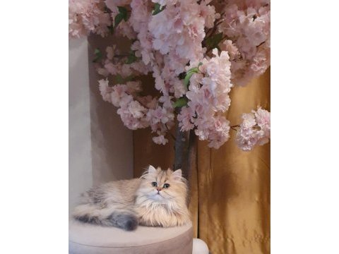 Blh ny11 güzellik yarışmasına hazır british longhair kızımız