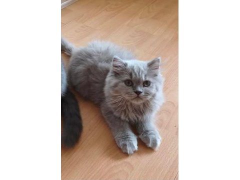 Bakmadan geçmeyin british longhair