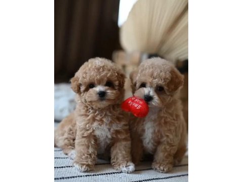 Maltipoo bebekler
