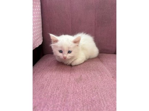 British longhair bebeklerimiz