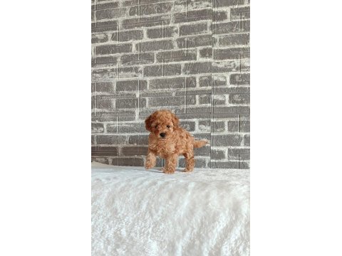 Wc eğitimli tüy dökmeyen toy poodle