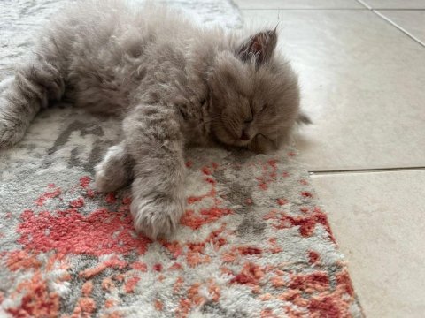 British shorthair