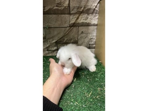 İstanbul orjinal hollanda lop tavşan yavruları