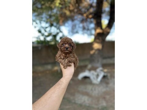 Sağlık ve ırk garantili toy poodle yavrularımız