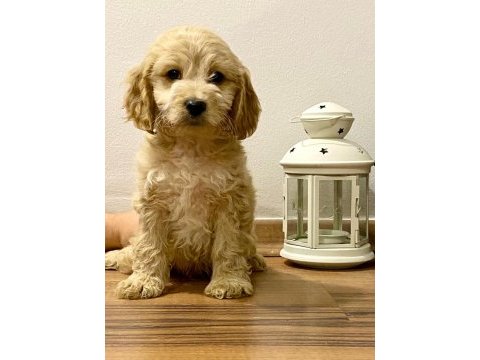 Sağlık garantili maltipoo yavrularımız