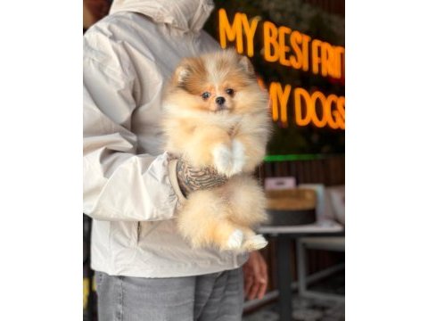 Özel merle renk pomeranian boo dişi