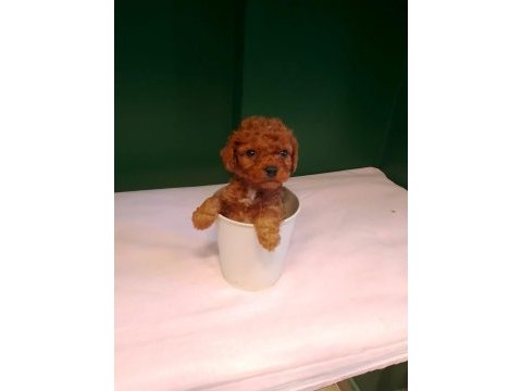 A kalite teacup poodle bebeklerimiz
