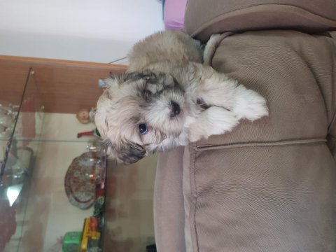 55 günlük orjinal maltese terrier yavrular