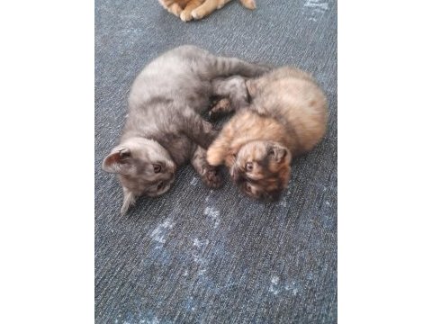 Uygun cins kedim scottish fold